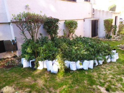 La Policía Local localiza en Orihuela Costa una plantación de marihuana