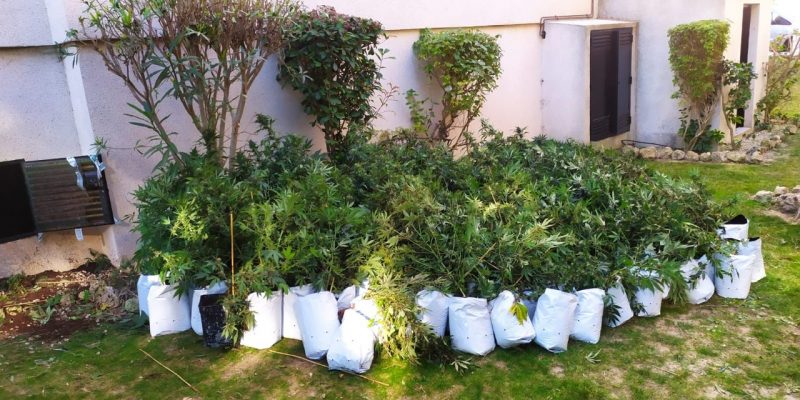 La Policía Local localiza en Orihuela Costa una plantación de marihuana