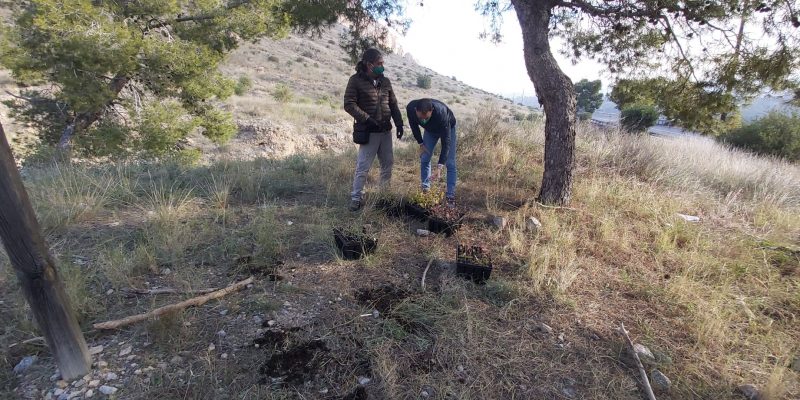 La Conselleria retoma la reforestación de la Sierra de Orihuela