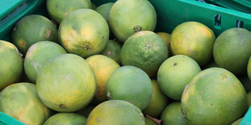 El valor económico global de la agricultura en la provincia cae un 11%