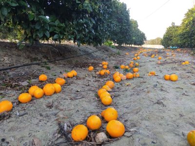 ASAJA Alicante denuncia los bajos precios en la campaña de la naranja