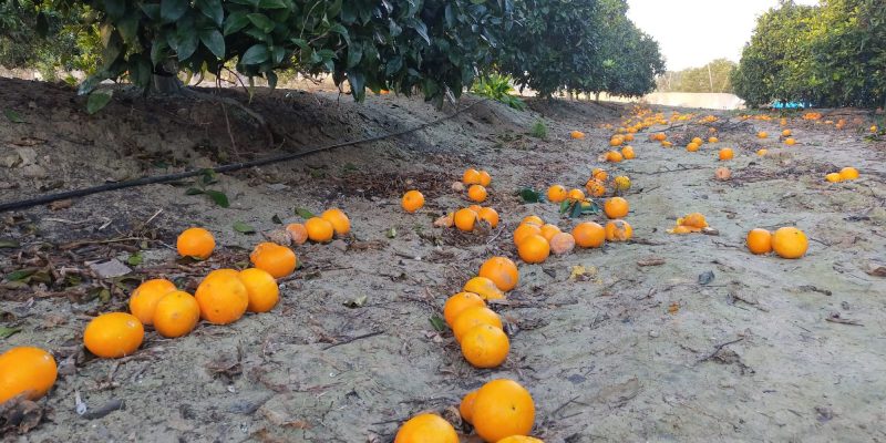 ASAJA Alicante denuncia los bajos precios en la campaña de la naranja