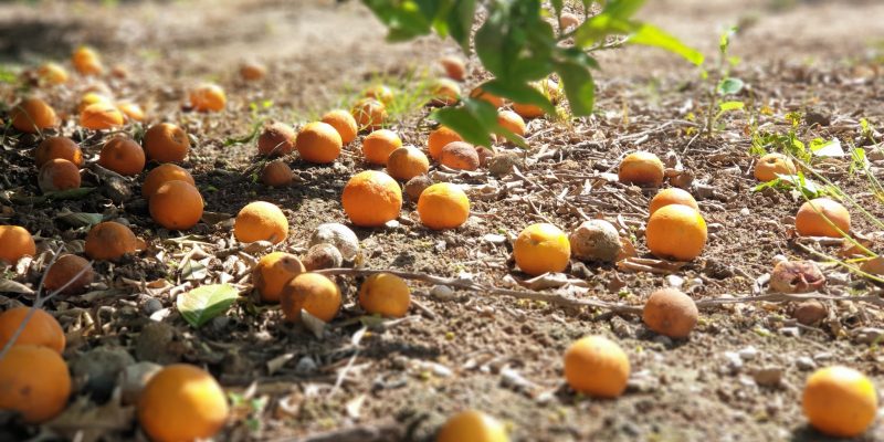 LA UNIÓ denuncia la inacción administrativa en la crisis de precios citrícola