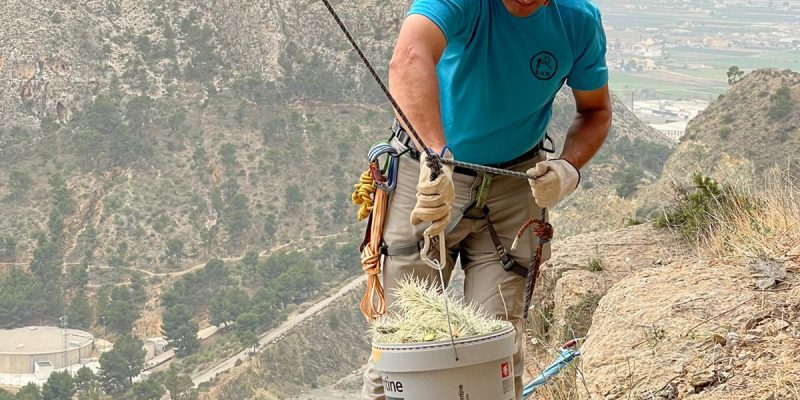 El Consell actuará contra el Cactus de Arizona en Orihuela