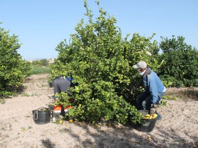 ASAJA Alicante denuncia las prácticas desleales de empresas intermediarias