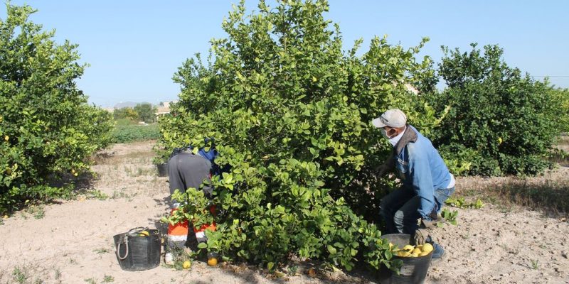 ASAJA Alicante denuncia las prácticas desleales de empresas intermediarias