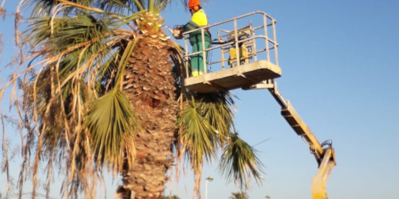 Torrevieja comienza la poda de palmeras en su término municipal