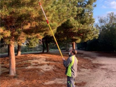 Orihuela continúa con el tratamiento contra la procesionaria