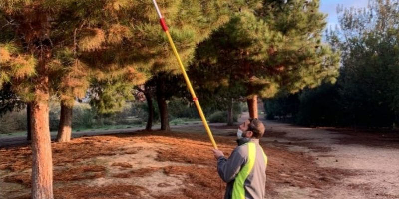 Orihuela continúa con el tratamiento contra la procesionaria