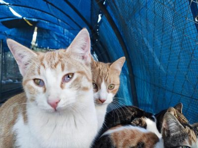 Almoradí pretende concienciar sobre el abandono de animales