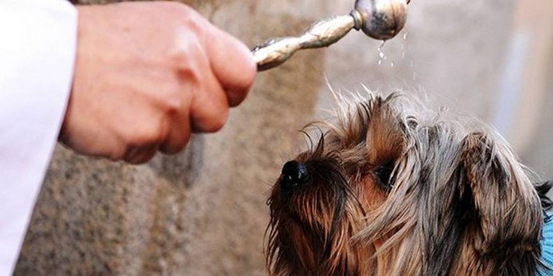 Torrevieja celebra la bendición de animales por San Antón el lunes 17