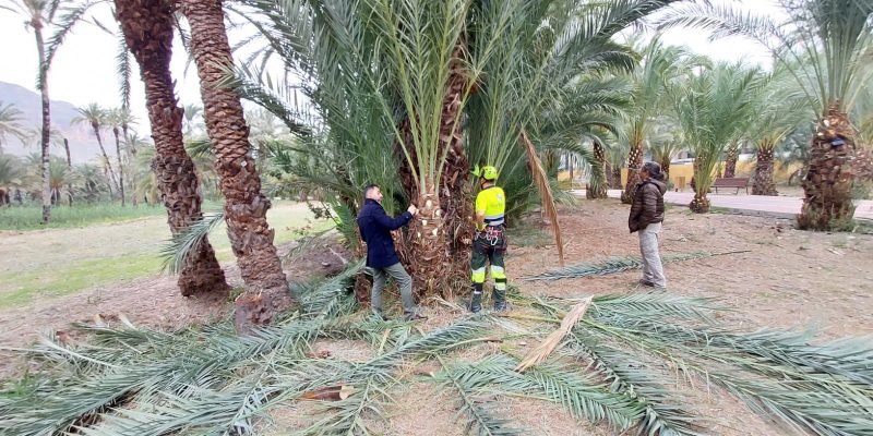 Orihuela inicia los trabajos de escarda de las palmeras municipales