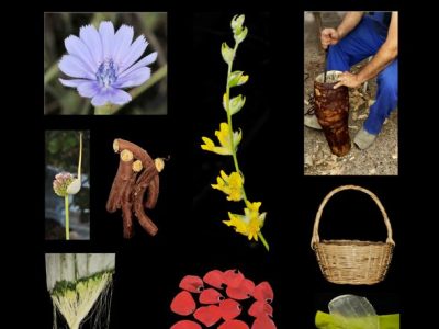 Orihuela acoge una exposición sobre las plantas y sus usos tradicionales