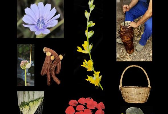 Orihuela acoge una exposición sobre las plantas y sus usos tradicionales