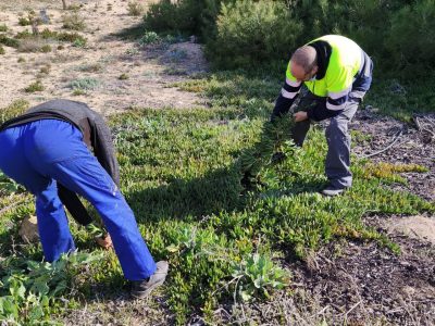 Torrevieja retira de las dunas toneladas de la planta invasora Uña de Gato