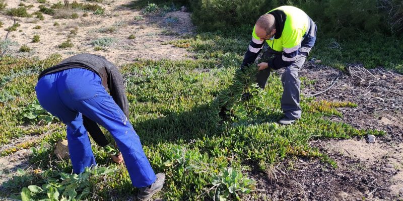 Torrevieja retira de las dunas toneladas de la planta invasora Uña de Gato