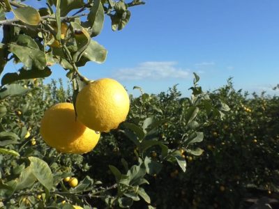 La Unió pide a la UE acabar con la competencia desleal de países terceros