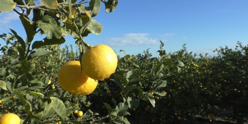 La Unió pide a la UE acabar con la competencia desleal de países terceros