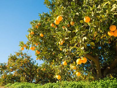 La Unió reclama medidas ante la crisis del sector citrícola