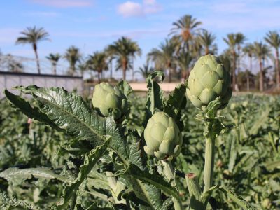 La marca Alcachofa de la Vega Baja colabora en una jornada técnica en Elche