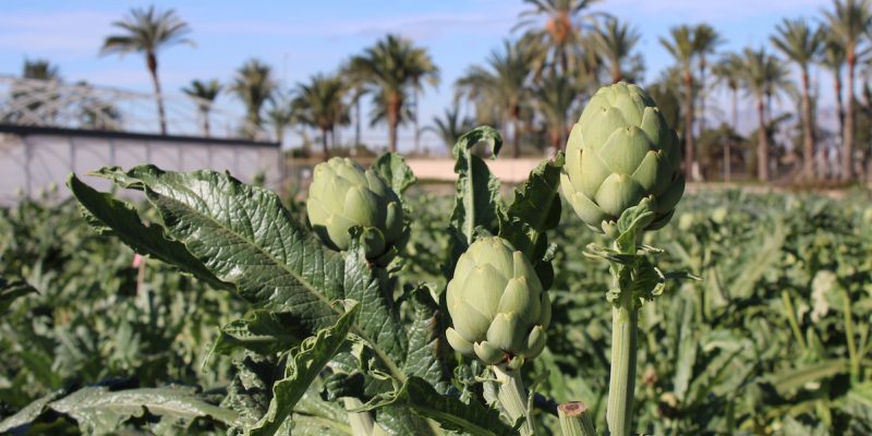 La marca Alcachofa de la Vega Baja colabora en una jornada técnica en Elche