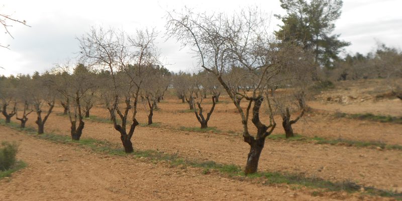 La Unió considera que las ayudas del Gobierno no satisfacen a los agricultores