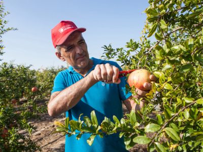 La granada mollar abre el periodo de inscripciones para la denominación de origen
