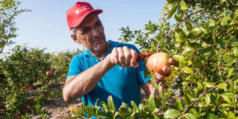 La granada mollar abre el periodo de inscripciones para la denominación de origen