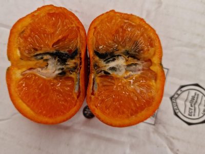 La UNIÓ pide al Gobierno que reclame el tratamiento frío para las mandarinas