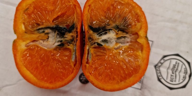 La UNIÓ pide al Gobierno que reclame el tratamiento frío para las mandarinas