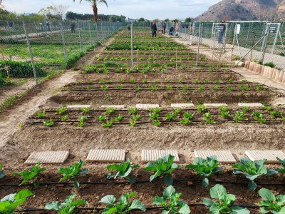 Orihuela convoca la adjudicación de nuevas parcelas en los huertos urbanos