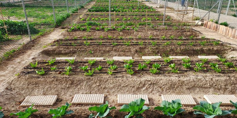 Orihuela convoca la adjudicación de nuevas parcelas en los huertos urbanos