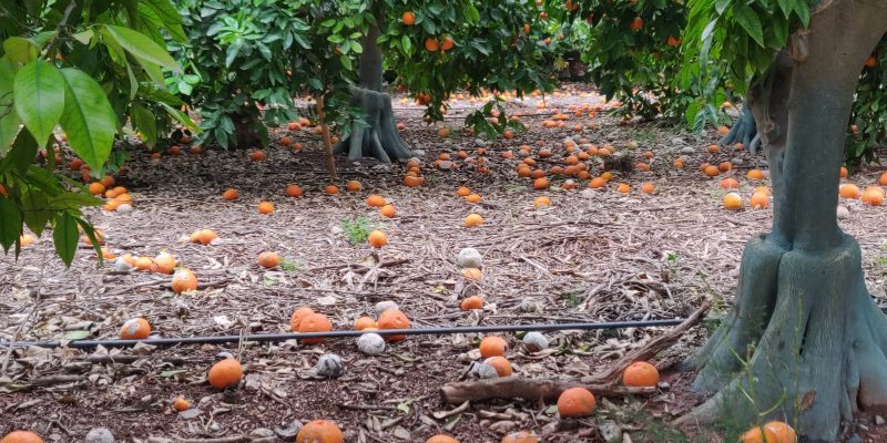 La Unió cuantifica las perdidas en cultivos por las lluvias en más de 11 millones de euros