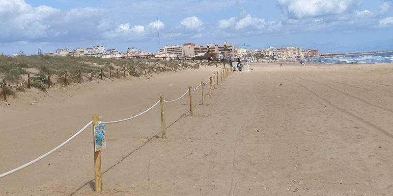 Torrevieja salvaguarda la nidificación del Chorlitejo Patinegro en La Mata