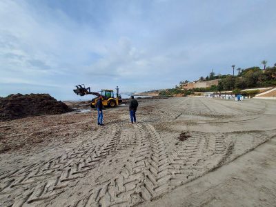 Orihuela comienza la retirada de Posidonia y limpieza de playas