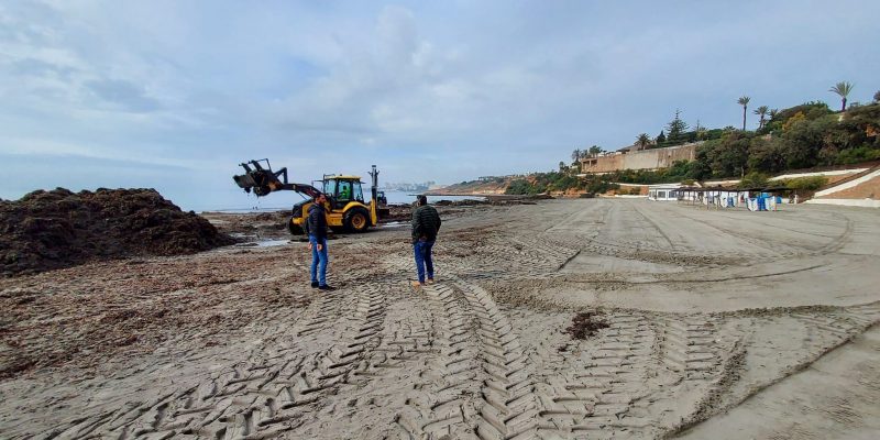 Orihuela comienza la retirada de Posidonia y limpieza de playas