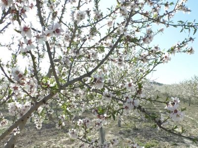 La Vega Baja ahorra un 15% del riego anual gracias a las últimas lluvias