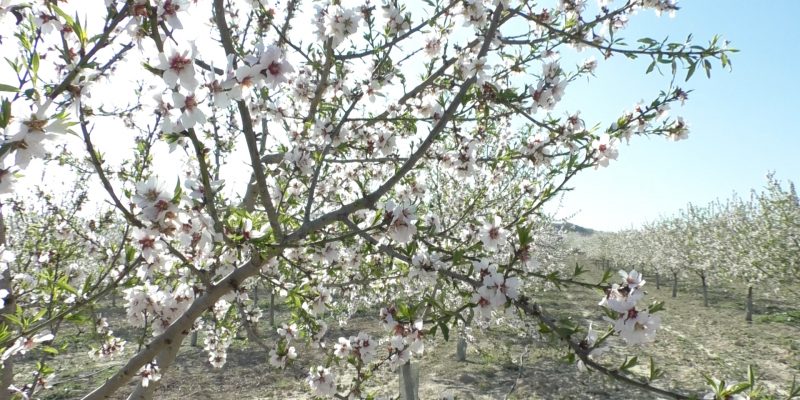La Vega Baja ahorra un 15% del riego anual gracias a las últimas lluvias