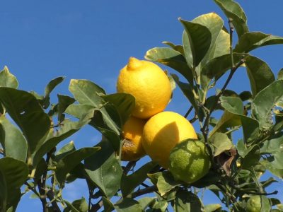 La Unió reclama al Gobierno campañas de promoción para los cítricos