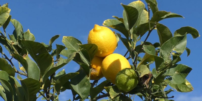 La Unió reclama al Gobierno campañas de promoción para los cítricos