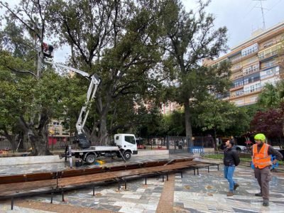 Inician un tratamiento para la conservación del Ficus en la Glorieta de Orihuela