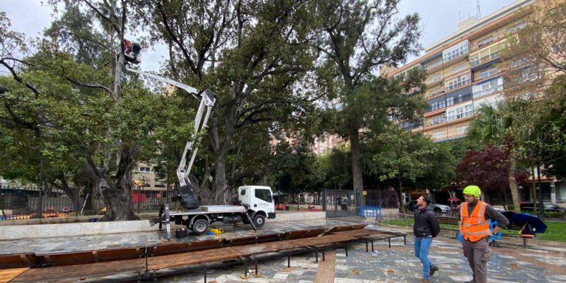 Inician un tratamiento para la conservación del Ficus en la Glorieta de Orihuela