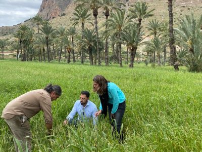 Orihuela continúa con la plantación de nuevos ejemplares en el palmeral