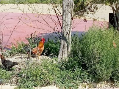Torrevieja recogerá las aves domésticas de espacios urbanos