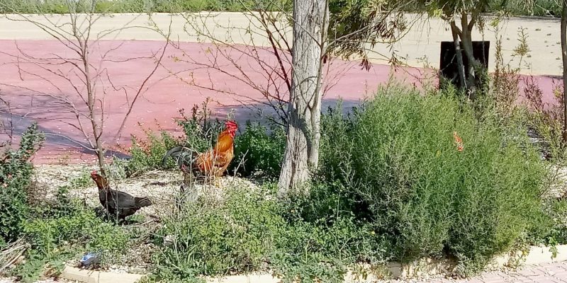 Torrevieja recogerá las aves domésticas de espacios urbanos