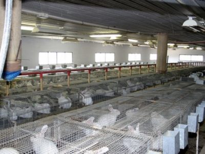 La Unió reclama apoyo ante la crisis del sector cunícola valenciano