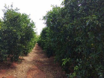 La Unió pide campañas de promoción de los cítricos ante el retroceso del consumo