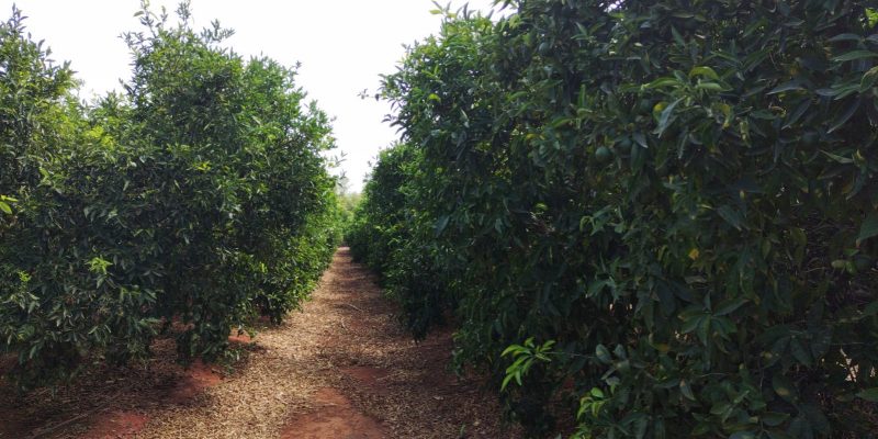 La Unió pide campañas de promoción de los cítricos ante el retroceso del consumo