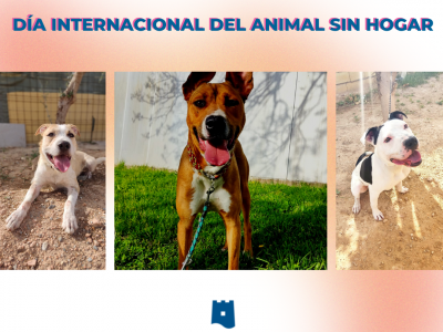 Torrevieja conmemora el Día Internacional del Animal Sin Hogar