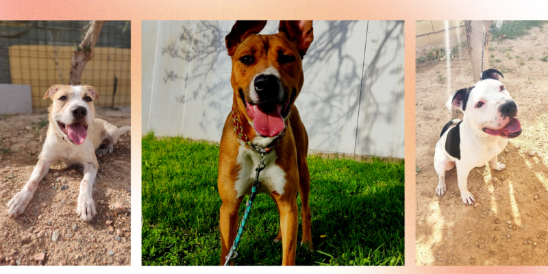 Torrevieja conmemora el Día Internacional del Animal Sin Hogar